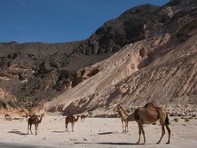Arabien, Oman-Expeditionen - Kamele am Gebirgsrand